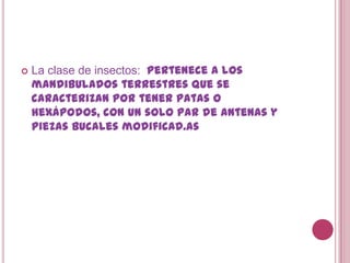 La clase de insectos: pertenece a los mandibulados terrestres que se caracterizan por tener patas o hexápodos, con un solo par de antenas y piezas bucales modificad.as