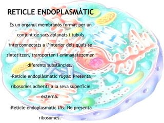 RETICLE ENDOPLASMÀTIC És un organul membranós format per un conjunt de sacs aplanats i tubuls interconnectats a l’interior dels quals se sintetitzen, transporten i emmagatezemen diferents substàncies.  Reticle endoplàsmatic  rugos : Presenta ribosomes adherits a la seva superfìcie externa.  Reticle endoplasmàtic  llis : No presenta ribosomes.  