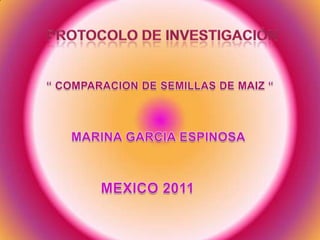 Protocolo de investigación “ COMPARACION DE SEMILLAS DE MAIZ “ MARINA GARCIA ESPINOSA MEXICO 2011 