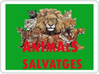 Animals Salvatges