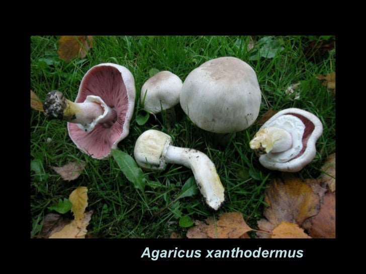 pic Orden Agaricales orden agaricales