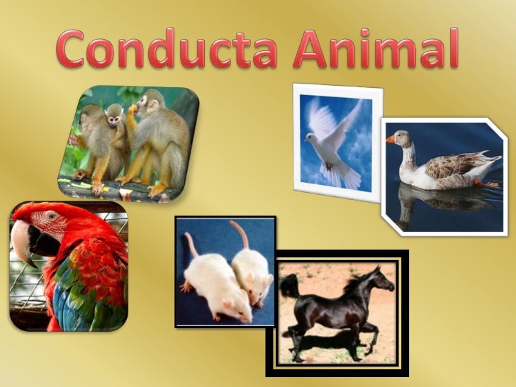 Tipos De Conducta En Los Animales es.slideshare.net