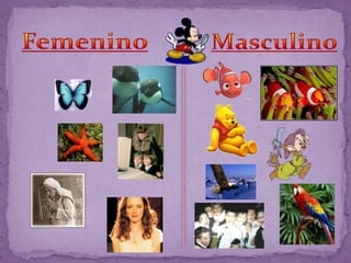 FemeninoMasculino