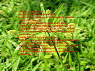 Familia: Commelinaceae nombre cientifico: Commelina difusaNombre comun: tejedera azul, Hierba de pollo, canutillo, siempreviva, coyunturacaracterísticas extrínsecas: Se trata de una planta estolonífera, con hojas alternas y lanceoladas, que se distingue claramente por sus flores de color azul, con tres tépalos libres, siendo el inferior claramente más pequeño que los otros dos.características intrínsecas:Gimnospermas hábitat: es una especie de origen pan tropical e introducida en las islas, donde tiene carácter invasor incipiente, desarrollándose en ambientes riparios y forestales, así como en las proximidades de infraestructuras de riego. Se distribuye en regiones tropicales y subtropicales de ambos hemisferios.