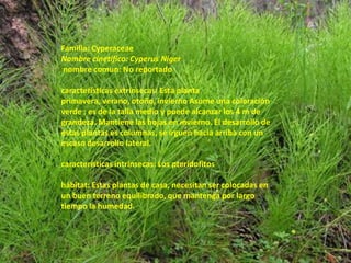 Familia: CyperaceaeNombre cinetifico: Cyperus Níger nombre comun: No reportadocaracterísticas extrínsecas: Esta planta primavera, verano, otoño, invierno Asume una coloración verde ; es de la talla medio y puede alcanzar los 4 m de grandeza. Mantiene las hojas en invierno. El desarrollo de estas plantas es columnas, se irguen hacia arriba con un escaso desarrollo lateral.características intrínsecas:Los pteridofitoshábitat: Estas plantas de casa, necesitan ser colocadas en un buen terreno equilibrado, que mantenga por largo tiempo la humedad.