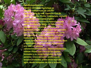 Familia:EquisetaceaeNombre cientifico: EquisetumspNombre comun: Cola de caballo Carricilio, Cola de rata, Equiseto, Cua de cavall, Yunquillo, Pinillo, Limpiaplata, cienudillos, candalillo, Horssetail (inglés)características extrinsecas:Particularmente posee dos tipos de tallos. Un tallo crece a principios de la primavera y tiene una apariencia similar a la del espárrago, excepto por su color marrón y la presencia de conos con esporas en la parte superior. La forma madura de la planta, que aparece en el verano, está formada por tallos estériles, finos y ramificados, de color verde, que parecen una cola con plumas.característicasintrincico: -Monocotiledóneashábitat: Planta que crece en los lugares húmedos y en zonas templadas, de hoja perenne. Crece en suelos arcillosos, en terrenos húmedos, pocas veces lejos del agua, desde márgenes de ríos y arroyos.