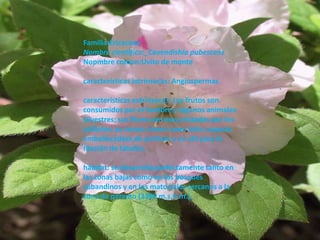 Familia:EricaceaeNombre cientifico:_CavendishiapubescensNopmbrecomun:Uvito de montecaracterísticas intrínsecas:Angiospermascaracterísticas extrínsecas: Los frutos son consumidos por el hombre y algunos animales silvestres; sus flores son muy visitadas por los colibríes; su ramas sirven como leña; especie embellecedora de jardines y es útil para la fijación de taludes.hábitat:se desarrolla perfectamente tanto en las zonas bajas como en los bosques subandinos y en los matorrales cercanos a la zona de páramo (3300 m.s.n.m.). 