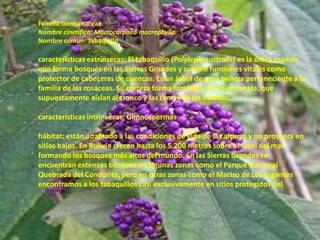Familia:GentianaceaeNombre cinetifico: MacrocarpaeamacrophyllaNombre comun: Tabaquillocaracterísticas extrinsecas: El tabaquillo (Polylepisaustralis) es la única especie que forma bosques en las Sierras Grandes y cumple funciones vitales como protector de cabeceras de cuencas. Es un árbol de gran belleza perteneciente a la familia de las rosáceas. Su corteza forma laminillas de color canela, que supuestamente aíslan al tronco y las ramas de las heladas.características intrínsecas: Gimnospermashábitat: están adaptado a las condiciones de vida de las alturas y no prospera en sitios bajos. En Bolivia crecen hasta los 5.200 metros sobre el nivel del mar, formando los bosques más altos del mundo. En las Sierras Grandes se encuentran extensos bosques en algunas zonas como el Parque Nacional Quebrada del Condorito, pero en otras zonas como el Macizo de Los Gigantes encontramos a los tabaquillos casi exclusivamente en sitios protegidos del