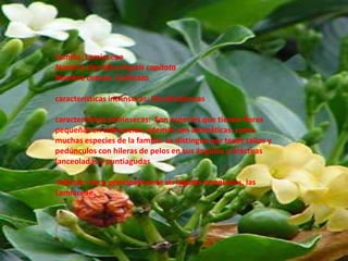 Familia: LamiaceaeNombre cientifico:HyptiscapitataNombre comun: Gallinazocaracterísticas intrinsecas: Dicotiledóneascaracterísticas extrínsecas:  Son especies que tienen flores pequeñas en cabezuelas; además son aromáticas, como muchas especies de la familia. se distingue por tener tallos y pedúnculos con hileras de pelos en sus ángulos y brácteas lanceoladas y puntiagudas hábitat: crece principalmente en lugares templados, las Lamiaceae.