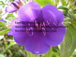 Familia: LoganiaceaeNombre cientifico: Castilleja communisNombre comun: No reportado