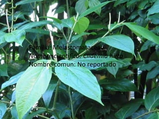 Familia: MelastomataceaeNombre cientifico: ClidemiahirtaNombre comun: No reportado