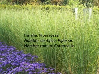 Familia: PiperaceaeNombre cientifico: Pipersp.Nombre comun: Cordoncillo