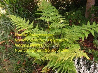 Familia: PolygonaceaeNombre cientifico: PolygonumhidropiperoidesNombre comun: No reportado