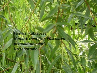 Familia: RubiaceaeNombre cientifico: PalicoureaperquadrangularisNo reportado