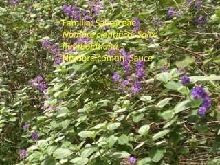 Familia: SalicaceaeNombre cientifico: SalixhumboldtianaNombre comun: Sauce