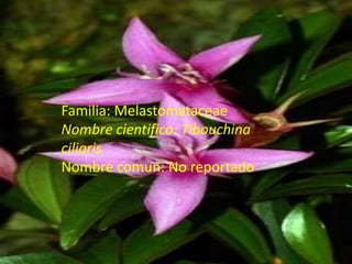 Familia: MelastomataceaeNombre cientifico: TibouchinaciliarisNombre comun: No reportado