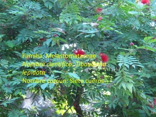 Familia: MelastomataceaeNombre cientifico: TibouchinalepidotaNombre comun: Siete cueros