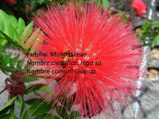 Familia: MimosaceaeNombre cientifico: Inga sp.Nombre comun: Guamo