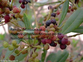 Familia: MimosaceaeNombre cientifico: Mimosa albidaNombre comun: Zarza