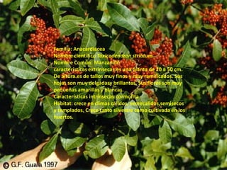 Familia: AnacardiáceaNombre científicoToxicodendronstriatumNombre Común: Manzanillo características extrinsecas:es una planta de 20 a 50 cm. De altura.es de tallos muy finos y muy ramificados. Sus hojas son muy delgadasy brillantes. Sus flores son muy pequeñas amarillas y blancas.Características intrínsecas:cormofitaHábitat: crece en climas cálidos, semecalidos,semisecos y templados. Crece tanto silvestre como cultivada en los huertos. 