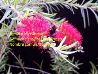 Familia: MyrsinaceaeNombre cientifico: Myrsinesp.Nombre comun: Espadero