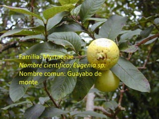 Familia: MyrtaceaeNombre cientifico: Eugenia sp.Nombre comun: Guayabo de monte