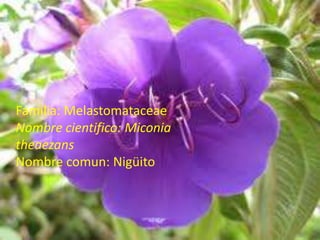 Familia: MelastomataceaeNombre cientifico: MiconiatheaezansNombre comun: Nigüito