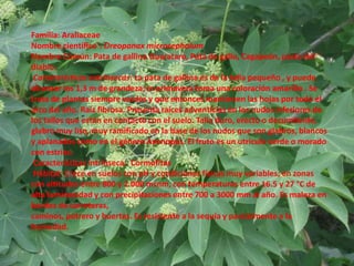 Familia:AraliaceaeNombre científico´:OreopanaxmicrocephalumNombre Común: Pata de gallina Guarataro, Pata de gallo, Cagapeón, pasto del diablo.Características extrínsecas: La pata de gallina es de la talla pequeño , y puede alcanzar los 1,3 m de grandeza; in primavera toma una coloración amarillo . Se trata de plantas siempre verdes y que entonces mantienen las hojas por todo el arco del año. Raíz fibrosa. Presenta raíces adventicias en los nudos inferiores de los tallos que están en contacto con el suelo. Tallo duro, erecto o decumbente, glabro muy liso, muy ramificado en la base de los nudos que son glabros, blancos y aplanados como en el género Axonopus. El fruto es un utrículo verde o morado con estrías.Características intrínseca:: Cormofitas Hábitat: Crece en suelos con pH y condiciones físicas muy variables; en zonas con altitudes entre 800 y 2.000 msnm, con temperaturas entre 16.5 y 27 °C de alta luminosidad y con precipitaciones entre 700 a 3000 mm al año. Es maleza en bordes de carreteras,caminos, potrero y huertas. Es resistente a la sequía y parcialmente a la humedad.