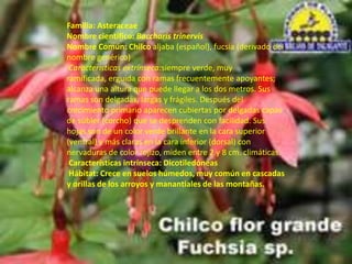 Familia: AsteraceaeNombre científico:BaccharistrinervisNombre Común: Chilco aljaba (español), fucsia (derivado del nombre genérico)Características extrínseca:siempre verde, muy ramificada, erguida con ramas frecuentemente apoyantes; alcanza una altura que puede llegar a los dos metros. Sus ramas son delgadas, largas y frágiles. Después del crecimiento primario aparecen cubiertas por delgadas capas de súbler (corcho) que se desprenden con facilidad. Sus hojas son de un color verde brillante en la cara superior (ventral) y más claras en la cara inferior (dorsal) con nervaduras de color rojizo, miden entre 2 y 8 cm. climáticas.Características intrínseca: Dicotiledóneas Hábitat: Crece en suelos húmedos, muy común en cascadas y orillas de los arroyos y manantiales de las montañas.