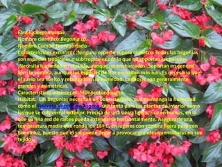Familia:BegoniaceaeNombre científico:Begoniasp.Nombre Común:No reportadoCaracterísticas extinticas :Ninguna especie supera el metro. Todas las begonias son especies tropicales o subtropicales por lo que no soportan las heladas .Necesita humedad en el suelo, aunque no encharcados .Soportan en general bien la sombra, aunque las especies de flor necesitan más luz . Es necesario que el suelo sea suelto y retenga bien la humedad. Las hojas son generalmente grandes y asimétricas.Características intrínsecas: MonocotiledóneasHábitat:  Las begonias necesitan un buen sustrato, que mantenga la humedad como el Sustrato Vegetal de Asocoa, útil tanto para las plantas de interior como las que se cultiven al exterior. Precisa de una tierra ligera, rica en humus, en la que su fina red de raíces pueda extenderse horizontalmente. Asegurarle una temperatura media que ronde los 18º C, en lugares con sombra ligera pero con buena luz, puesto que el sol puede llegar a provocar grandes quemaduras en sus tejidos.