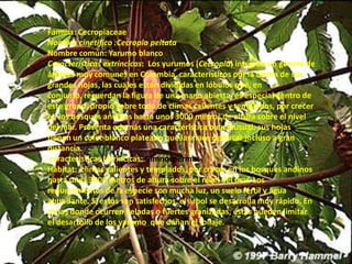 Familia: CecropiaceaeNombre cinetifico :CecropiapeltataNombre común: Yarumo blancoCaracterísticas extrincicas:  Los yurumos (Cecropia) integran un género de árboles muy comunes en Colombia, característicos por la forma de sus grandes hojas, las cuales están divididas en lóbulos que, en conjunto, recuerdan la figura de una mano abierta. es especial dentro de este grupo, propio sobre todo de climas calientes y templados, por crecer en los bosques andinos hasta unos 3000 metros de altura sobre el nivel del mar. Presenta además una característica bien inusual: sus hojas tienen un color blanco plateado que las hace destacar incluso a gran distancia.caracteristicasIntrincicas: GimnospermasHábitat:  climas calientes y templados, por crecer en los bosques andinos hasta unos 3000 metros de altura sobre el nivel del mar. Los requerimientos de la especie son mucha luz, un suelo fértil y agua abundante. Si estos son satisfechos, el árbol se desarrolla muy rápido. En zonas donde ocurren heladas o fuertes granizadas, éstas pueden limitar el desarrollo de los yarumo  que dañan el follaje.