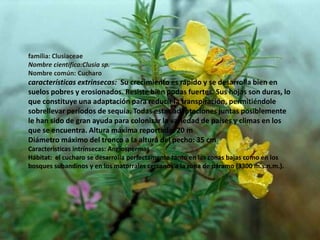 familia: ClusiaceaeNombre cientifico:Clusiasp.Nombre común: Cucharocaracterísticas extrinsecas: Su crecimiento es rápido y se desarrolla bien en suelos pobres y erosionados. Resiste bien podas fuertes. Sus hojas son duras, lo que constituye una adaptación para reducir la transpiración, permitiéndole sobrellevar períodos de sequía. Todas estas adaptaciones juntas posiblemente le han sido de gran ayuda para colonizar la variedad de países y climas en los que se encuentra. Altura máxima reportada: 20 mDiámetro máximo del tronco a la altura del pecho: 35 cmCaracteristicas intrínsecas: AngiospermasHábitat:  el cucharo se desarrolla perfectamente tanto en las zonas bajas como en los bosques subandinos y en los matorrales cercanos a la zona de páramo (3300 m.s.n.m.). 