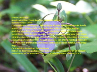 Familia: ClusiaceaeNombre científico: Vismiabacciferasubspp.ferrugineaNombre común: CarateCaracterísticas extrinsecas: Arbusto que alcanza aproximadamente 5m de altura; tallos viejos con la corteza de color café-rojiza; tallos jóvenes, pecíolos, ejes de la inflorescencia y envés de las hojas con pubescencia tomentosa. Látex de color amarillo brillante a naranja, que seca rojo. Hojas simples, opuestas, de forma variable, pero principalmente ovadas a elípticas. Flores en panícula terminal, flores bisexuales, con aroma fuerte, pétalos de color amarillo translúcido, con líneas verticales de color naranja. Fruto tipo baya.Caracteristicas intrínsecas: DicotiledóneasHábitat :se desarrolla perfectamente tanto en las zonas bajas como en los bosques subandinos y en los matorrales cercanos a la zona de páramo (3300 m.s.n.m.). 