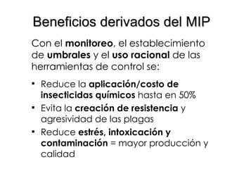 Beneficios derivados del MIP Con el  monitoreo , el establecimiento de  umbrales  y el  uso racional  de las herramientas de control se: Reduce la  aplicación/costo   de insecticidas químicos  hasta en 50% Evita la  creación de resistencia  y agresividad de las plagas Reduce  estrés, intoxicación y contaminación  = mayor producción y calidad 