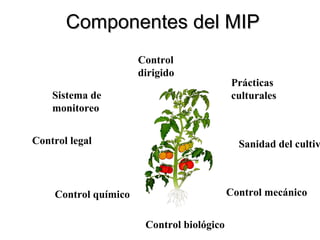 Componentes del MIP Sistema de monitoreo Prácticas culturales Sanidad del cultivo Control mecánico Control biológico Control químico Control legal Control dirigido 