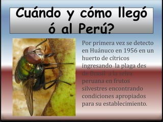 Silvia DonaireColegio:Simón BolívarCurso: C.T.AQué es la mosca de la fruta?Es una plaga muy extendida, sobre todo en la zona sur y regiones mediterráneas. También habita en Canarias.Ataca a melocotones, albaricoques, peras, manzanas, higos, caquis, ciruelas, naranjas y, a veces, a las uvas, etc. 