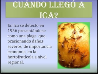 Cuándo y cómo llegó ó al Perú?Por primera vez se detecto  en Huánuco en 1956 en un huerto de cítricos ingresando  la plaga des de Brasil  a la selva peruana en frutos silvestres encontrando condiciones apropiados para su establecimiento.