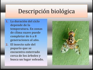 Origen y distribuciónSon especies que se han extendido a zonas templadas, subtropicales y tropicales de los dos hemisferios.se le llama también mosca mediterránea  estos afectan a numerosos cultivos, sobre todo cítricos y frutales de hueso y de pepita.En  el Perú se distribuye por toda  sus regiones.