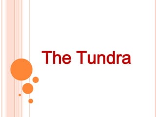 The Tundra
 