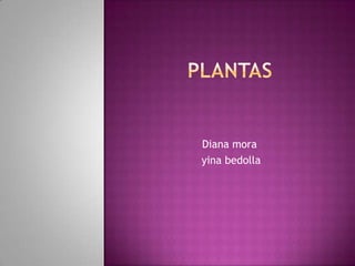 plantas Diana mora yina bedolla 