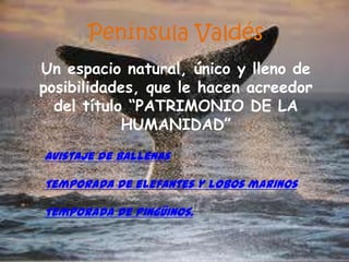 Península Valdés
Un espacio natural, único y lleno de
posibilidades, que le hacen acreedor
  del título “PATRIMONIO DE LA
            HUMANIDAD”
Avistaje de ballenas

Temporada de elefantes y lobos marinos

Temporada de pingüinos.
 
