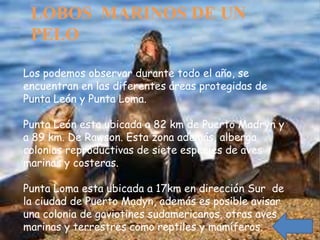 LOBOS MARINOS DE UN
 PELO

Los podemos observar durante todo el año, se
encuentran en las diferentes áreas protegidas de
Punta León y Punta Loma.

Punta León esta ubicada a 82 km de Puerto Madryn y
a 89 km. De Rawson. Esta zona además, alberga
colonias reproductivas de siete especies de aves
marinas y costeras.

Punta Loma esta ubicada a 17km en dirección Sur de
la ciudad de Puerto Madyn, además es posible avisar
una colonia de gaviotines sudamericanos, otras aves
marinas y terrestres como reptiles y mamíferos.
 