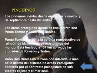 PINGÜINOS
Los podemos avistar desde enero hasta marzo, y
de septiembre hasta diciembre.

Las áreas protegidas donde se encuentran son
Punta Tombo y Cabo Dos Bahías.

Punta Tombo contiene la colonia reproductiva de
 pingüinos Magakkánicos más grande del
mundo. Está buciado a 107 km aprox de las
ciudades de Rawson y Trelew.

Cabo Dos Bahías es la zona considerada la más
bella dentro del sistema de Areas Protegidas
costeras por el contraste paisajístico de sus
piedras rojizas y el mar azul.
 