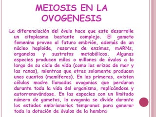 MEIOSIS EN LA
            OVOGENESIS
La diferenciación del óvulo hace que este desarrolle
  un citoplasma bastante complejo. El gameto
  femenino provee al futuro embrión, además de un
  núcleo haploide, reservas de enzimas, mARNs,
  organelos y sustratos metabólicos. Algunas
  especies producen miles o millones de óvulos a lo
  largo de su ciclo de vida (como los erizos de mar y
  las ranas), mientras que otras solamente producen
  unos cuantos (mamíferos). En las primeras, existen
  células madre llamadas ovogonias que perduran
  durante toda la vida del organismo, replicándose y
  autorrenovándose. En las especies con un limitado
  número de gametos, la ovogonia se divide durante
  los estados embrionarios tempranos para generar
  toda la dotación de óvulos de la hembra
 