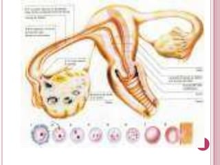 GAMETOGENESIS FEMENINA