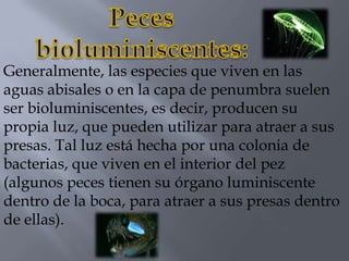 Generalmente, las especies que viven en las
aguas abisales o en la capa de penumbra suelen
ser bioluminiscentes, es decir, producen su
propia luz, que pueden utilizar para atraer a sus
presas. Tal luz está hecha por una colonia de
bacterias, que viven en el interior del pez
(algunos peces tienen su órgano luminiscente
dentro de la boca, para atraer a sus presas dentro
de ellas).
 