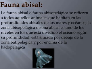 La fauna abisal o fauna abisopelágica se refieren
a todos aquellos animales que habitan en las
profundidades abisales de los mares y océanos, la
zona abisopelágica o zona abisal es uno de los
niveles en los que está dividido el océano según
su profundidad, está situada por debajo de la
zona batipelágica y por encima de la
hadopelágica
 