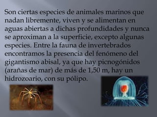 Son ciertas especies de animales marinos que
nadan libremente, viven y se alimentan en
aguas abiertas a dichas profundidades y nunca
se aproximan a la superficie, excepto algunas
especies. Entre la fauna de invertebrados
encontramos la presencia del fenómeno del
gigantismo abisal, ya que hay picnogónidos
(arañas de mar) de más de 1,50 m, hay un
hidrozoario, con su pólipo.
 
