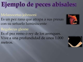 Melanocetus johnsoni
Es un pez rana que atrapa a sus presas
con su señuelo luminiscente.
Regalecus glesne
Es el pez remo o rey de los arenques.
Vive a una profundidad de unos 1.000
metros.
 