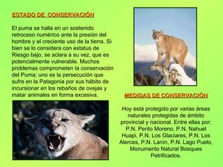 El PUMA